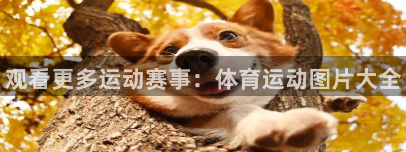 vsport体育官网下载平台假的吗是真的吗：观看更多