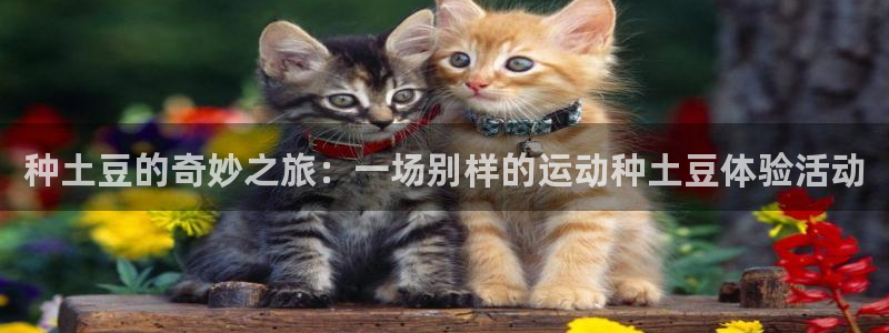 海南vsport体育官网下载发展怎么样：种土豆的奇妙之旅：一
